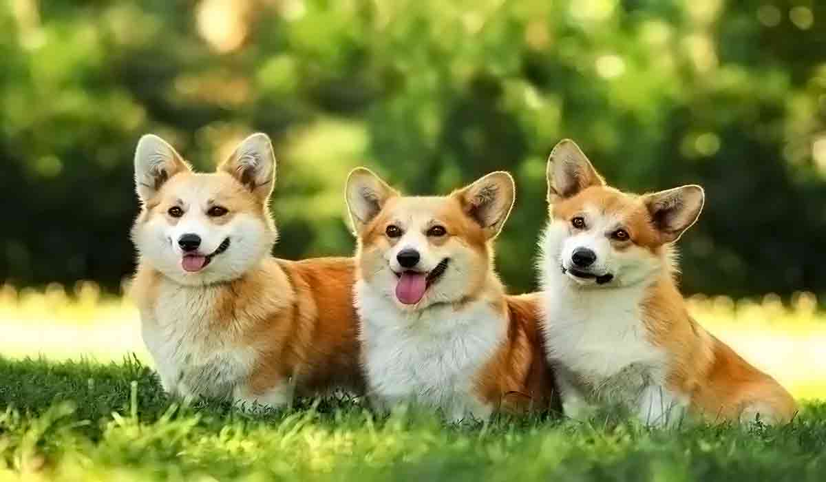 手机号轰在线网页版入口
